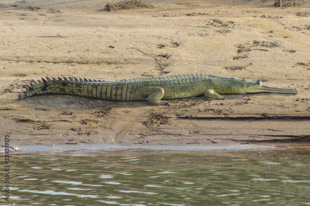 Fototapeta premium crocodile with long maw lies on the river coast in the rays of the warm sun