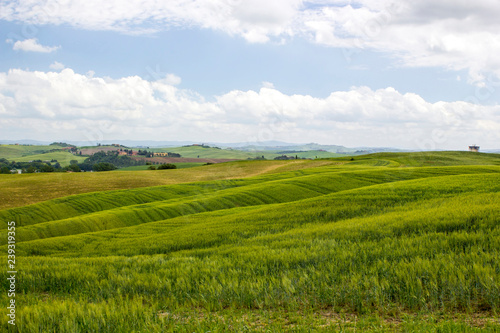 Green typical tuscan landscape in spring time