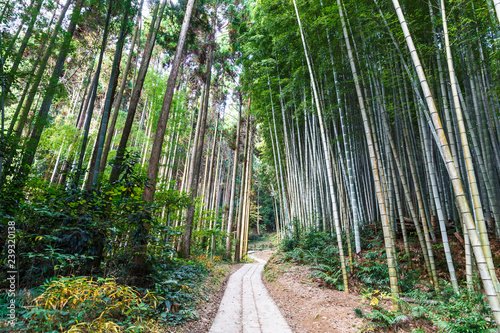 Walking path to the bamboo forest at takeo shrine,Saga prefecture,Japan