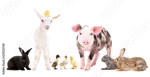 Group of cute farm animals standing together isolated on white background