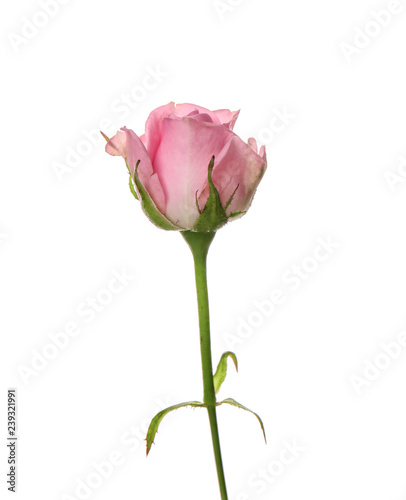 Beautiful rose on white background