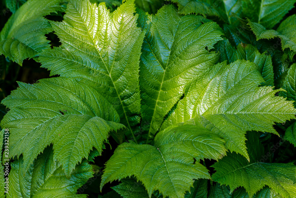 Large green jungle leafs in sunlight Large green jungle leafs in sunlight