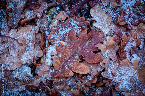 frosted oak leafs