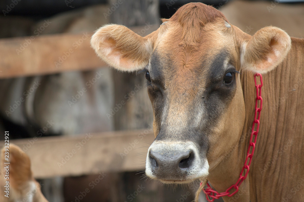 Cow Cow