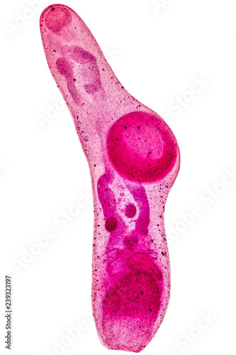 Patterns and backgrounds of Parasitic, Study for Anatomical pathology in laboratory. photo