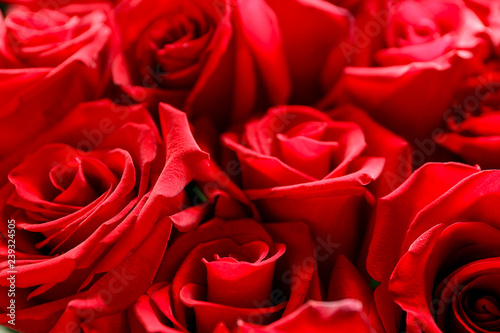 Bouquet of beautiful red roses, closeup