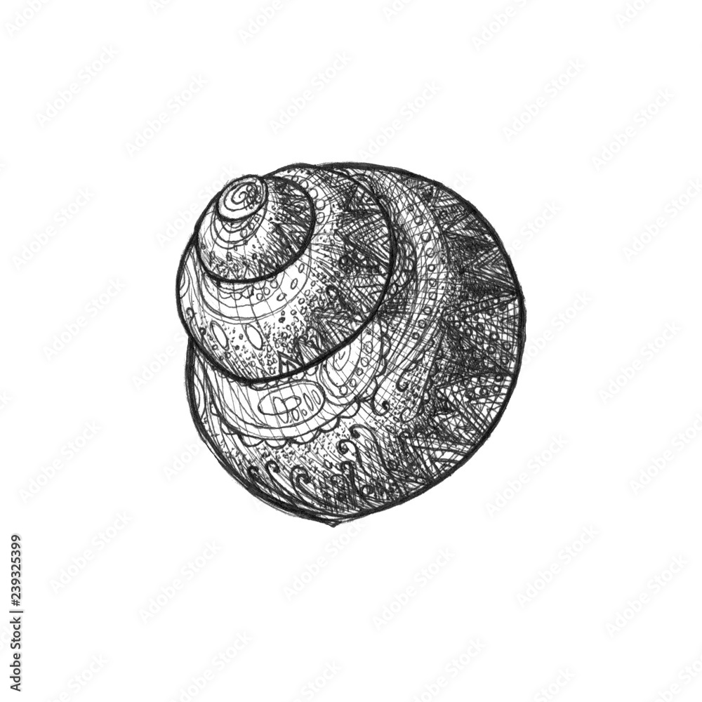 Black and white seashell isolated on white background. Pen drawing. Graphic illustration. Marine theme. Can be used as print or idea for tattoo, etc. Black and white seashell isolated on white background. Pen drawing. Graphic illustration. Marine theme. Can be used as print or idea for tattoo, etc.