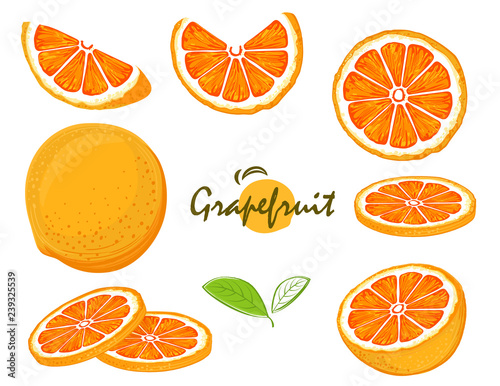 hand drawn fresh grapefruit fruits, collection of illustrations