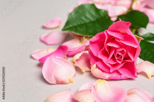 Beautiful pink rose with petals on light background