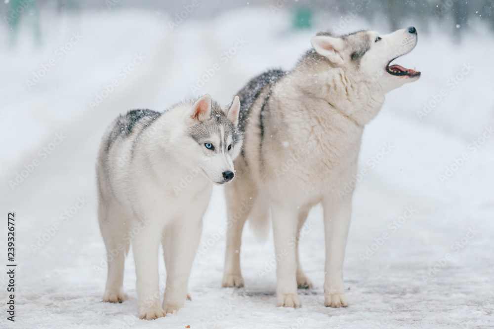 Winter portrait of lovely couple of siberian husky puppies standing on snowy road. Cute breeding male & female white dogs in love. Beautiful domestic funny pet family. Pair of playful animals friends