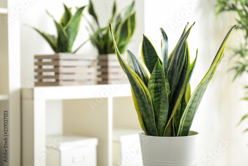 Decorative sansevieria plant in interior of room photo