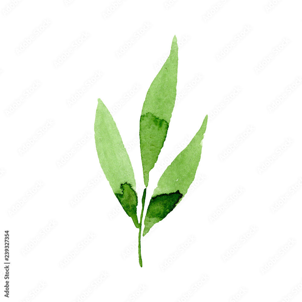 Fototapeta premium Green leaf. Floral botanical flower. Watercolor background illustration set. Isolated leaf illustration element.