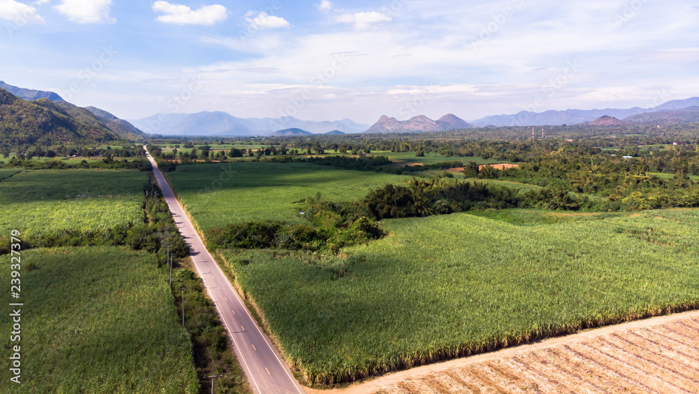 Landscape of sugarcane field Agriculture background