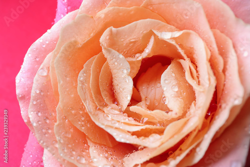 Delicate peach rose petals ...