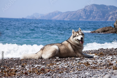 Dog on the beach. Siberian husky enjoying sunny day near the sea. 