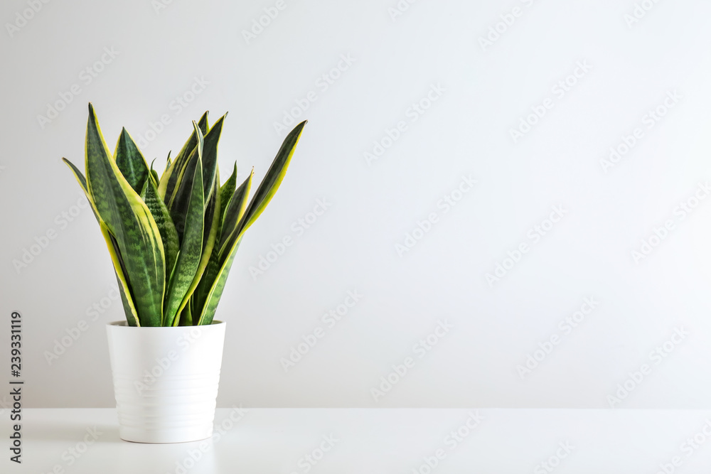 Sansevieria plant in pot on white table - obrazy, fototapety, plakaty 