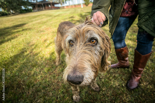 Funny Shaggy Mutt Dog with Big Eyes and Wide Angle Lens © Ursula Page