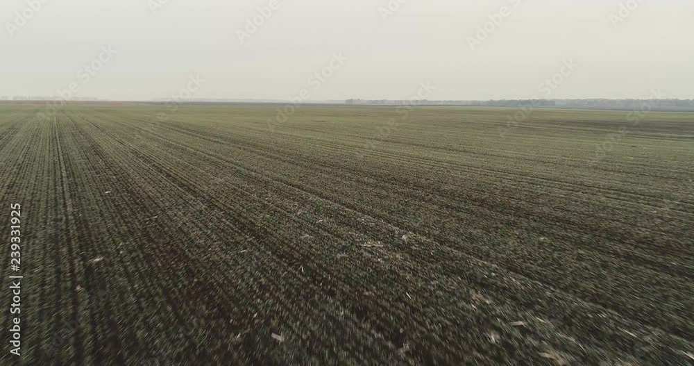 Crop field, winter, drone shot, flying low forwards