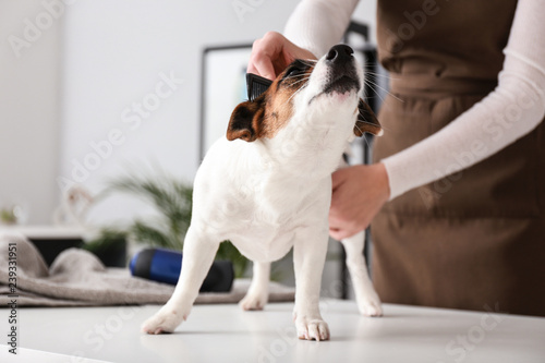 Female groomer taking care of dog's hair in salon © Pixel-Shot