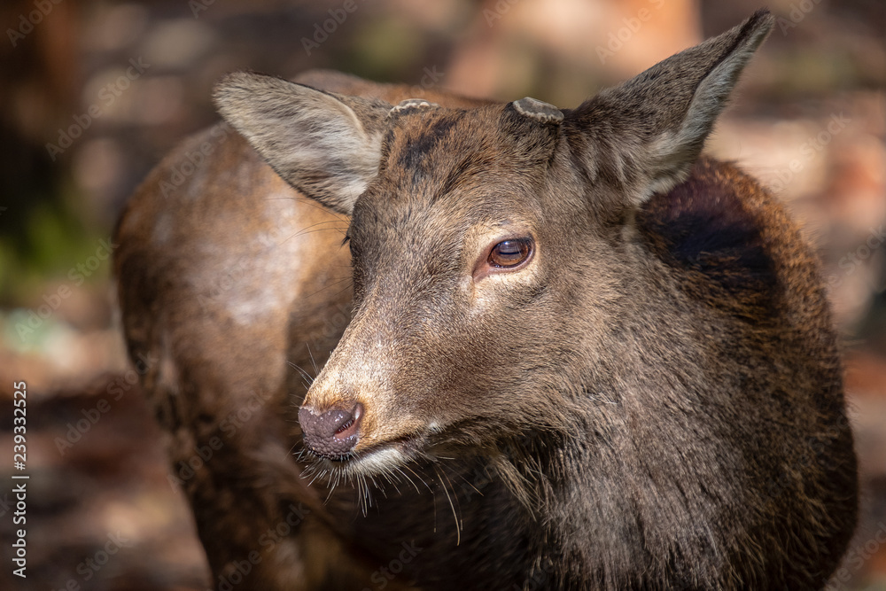 Closeup image of a wild deer in the park Closeup image of a wild deer in the park