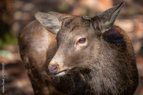 Closeup image of a wild deer in the park © Farknot Architect