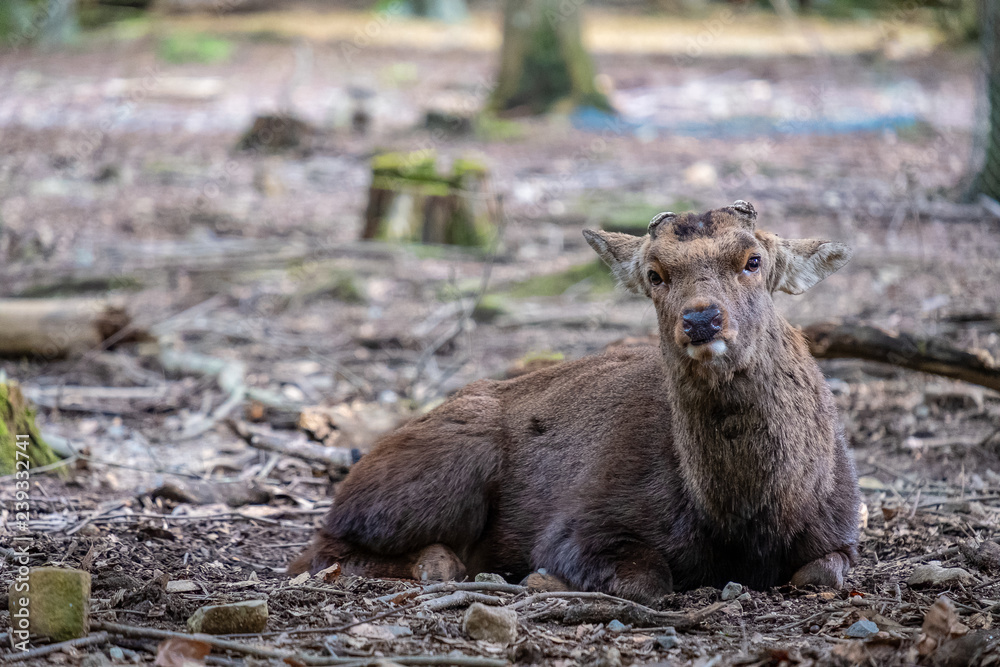 Closeup image of a wild deer sitting in the park Closeup image of a wild deer sitting in the park