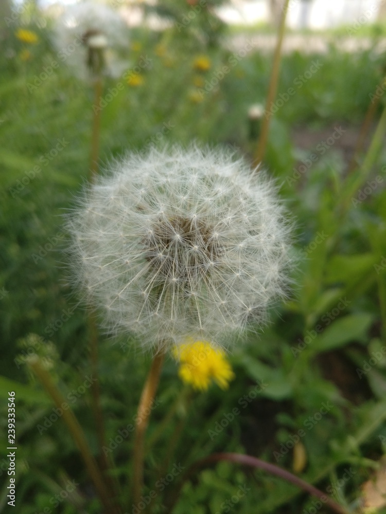 Fototapeta premium fruits 