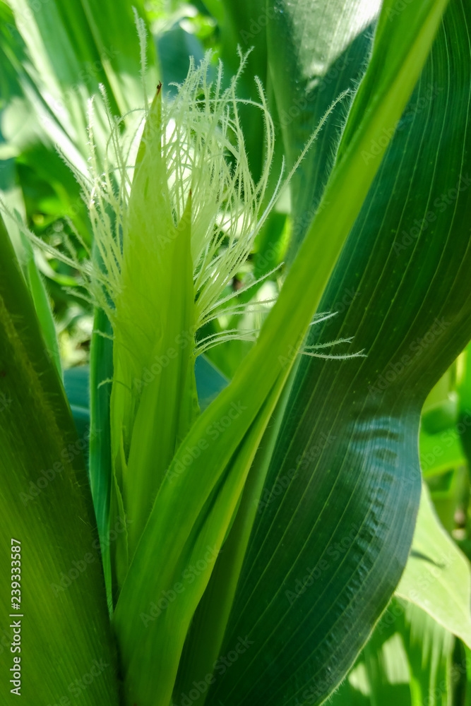 Obraz premium Closeup corn on the stalk, selective focus
