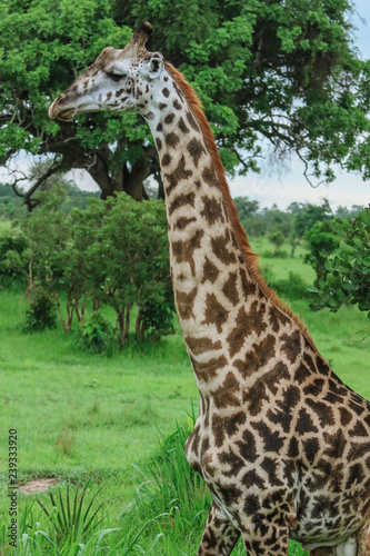 Wild Giraffes in the Mikumi National Park, Tanzania 