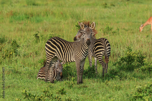 Black and White Striped Zebras in the Mikumi National Park, Tanzania photo