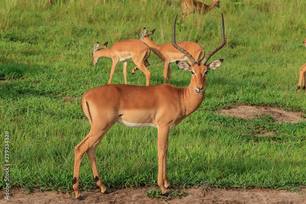 Fototapeta premium Wild Impalas in the Mikumi National Park, Tanzania
