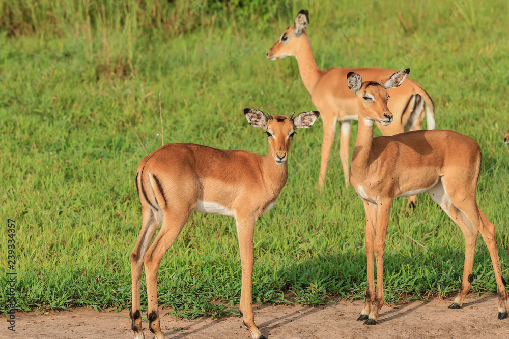 Wild Impalas in the Mikumi National Park, Tanzania