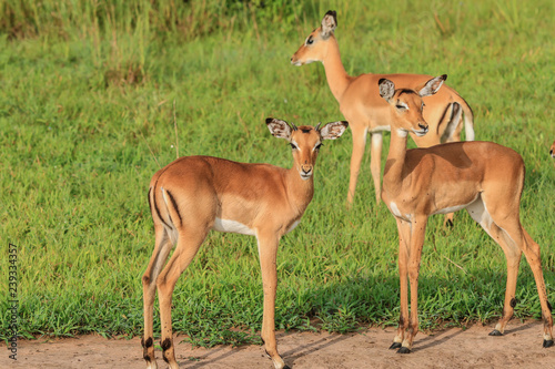 Wild Impalas in the Mikumi National Park  Tanzania