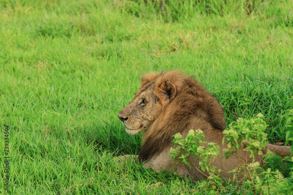 Big Lion leaning on the Road, Mikumi National Park, Tanzania Big Lion leaning on the Road, Mikumi National Park, Tanzania
