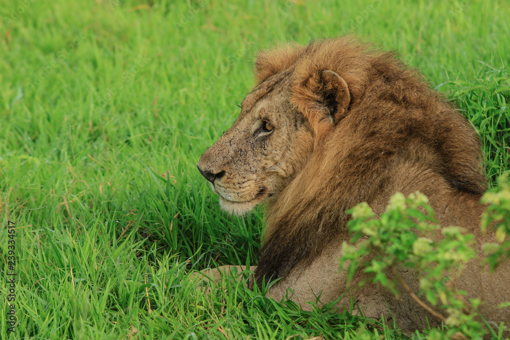 Big Lion leaning on the Road, Mikumi National Park, Tanzania Big Lion leaning on the Road, Mikumi National Park, Tanzania