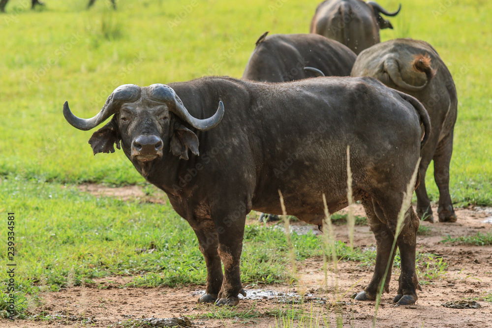 Big Black Buffalo in the Mikumi National Park, Tanzania Big Black Buffalo in the Mikumi National Park, Tanzania