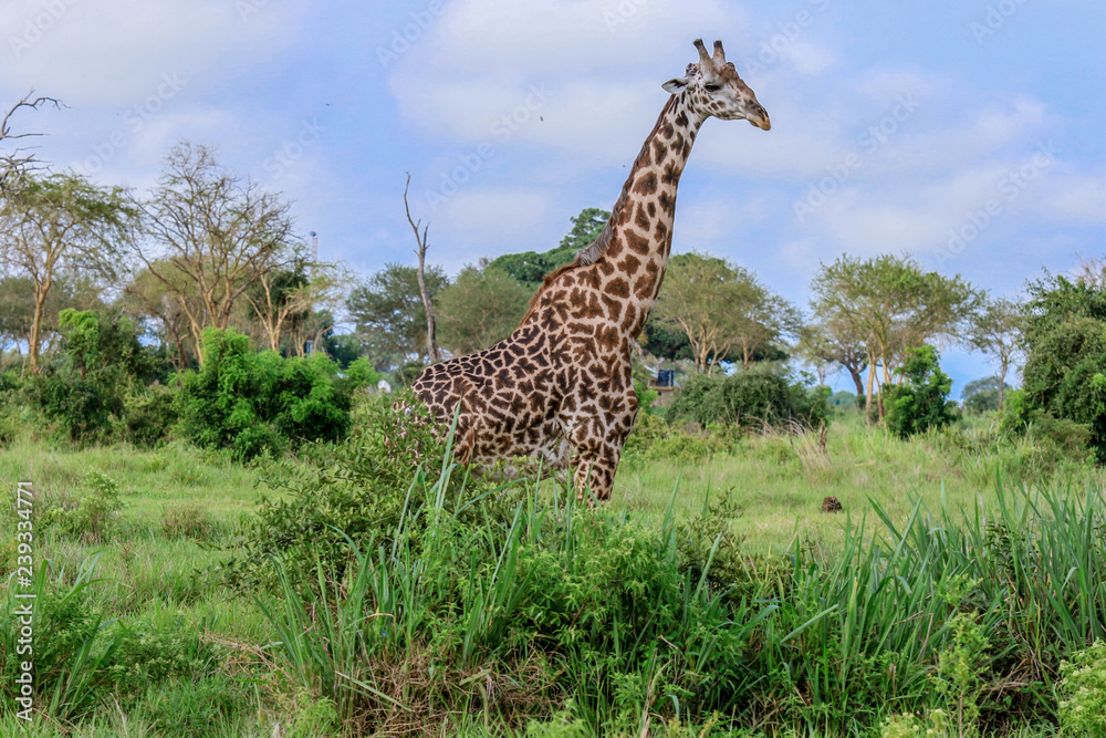 Fototapeta premium Long Neck Spotted Giraffes in the Mikumi National Park, Tanzania