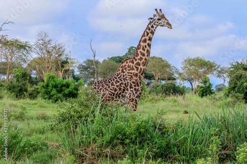 Long Neck Spotted Giraffes in the Mikumi National Park   Tanzania