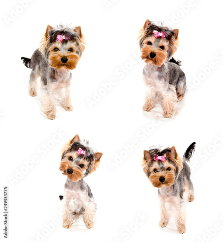 Collection of photos beautiful puppy yorkshire terrier with bow isolated