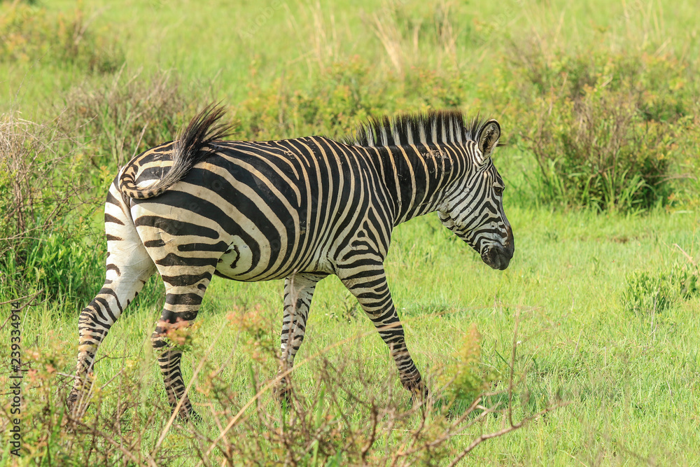 Black and White Striped Zebras in the Mikumi National Park, Tanzania Black and White Striped Zebras in the Mikumi National Park, Tanzania