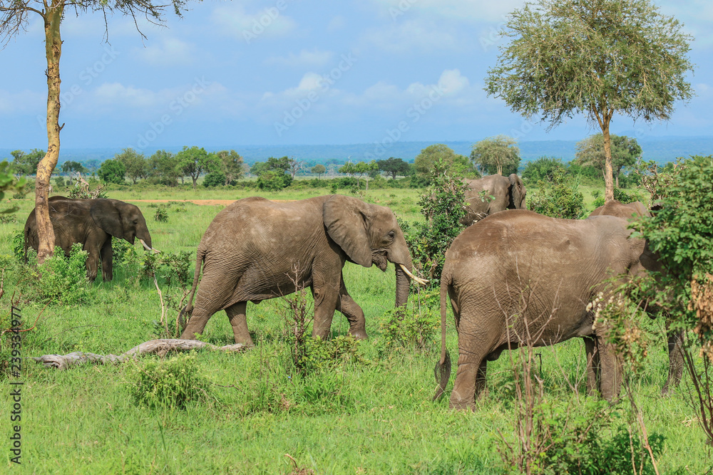 Fototapeta premium Elephants in the Mikumi National Park, Tanzania