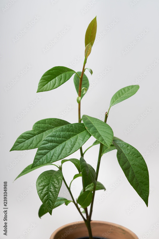Avocadopflanze Avocadopflanze