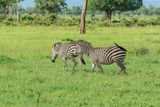 Black and White Striped Zebras in the Mikumi National Park, Tanzania