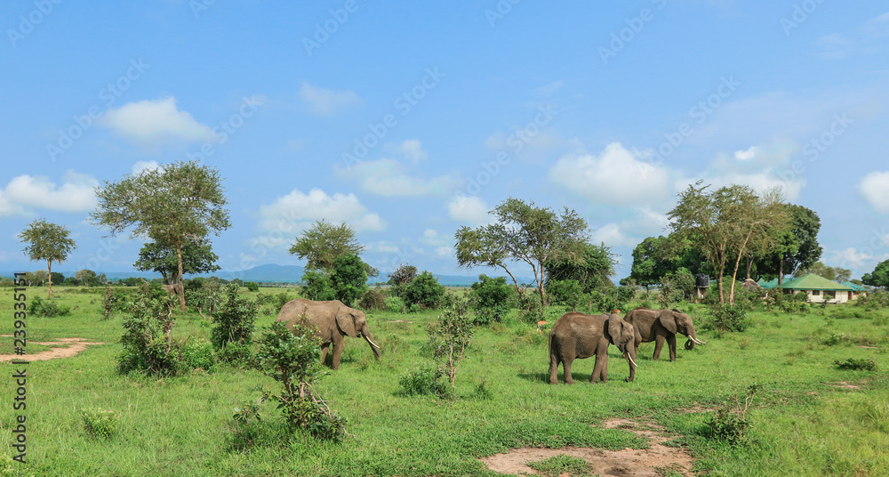 Elephants in the Mikumi National Park, Tanzania Elephants in the Mikumi National Park, Tanzania