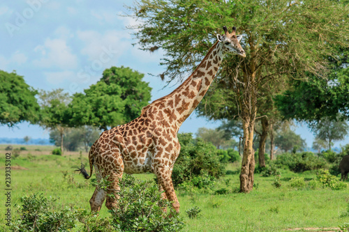 Long Neck Spotted Giraffes in the Mikumi National Park   Tanzania