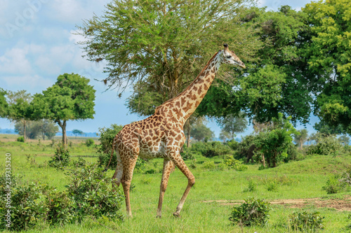 Long Neck Spotted Giraffes in the Mikumi National Park   Tanzania