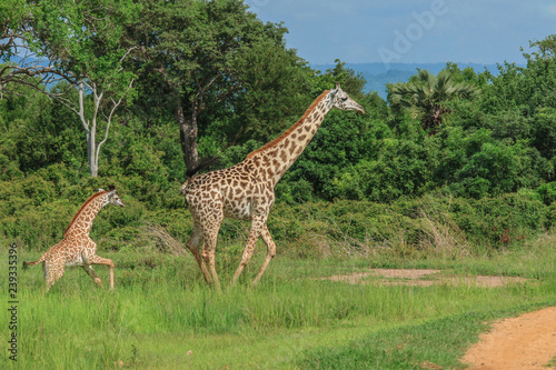 Long Neck Spotted Giraffes in the Mikumi National Park,  Tanzania