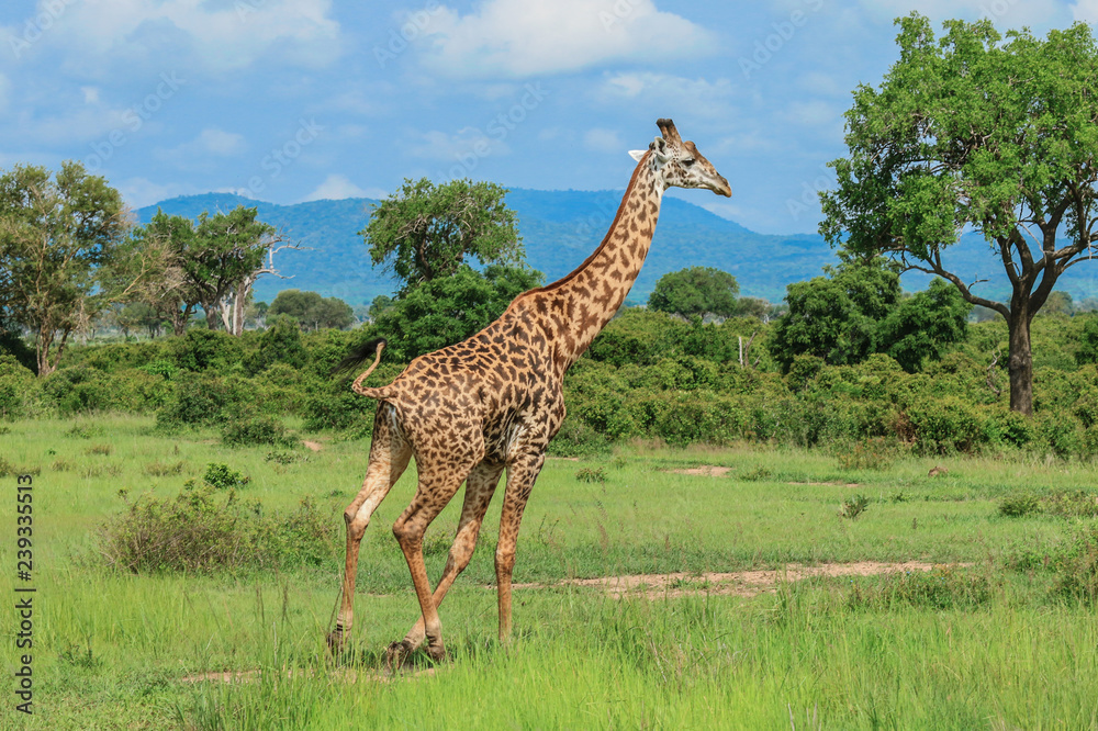 Fototapeta premium Long Neck Spotted Giraffes in the Mikumi National Park, Tanzania