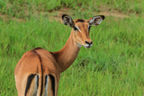 Wild Impalas in the Mikumi National Park, Tanzania