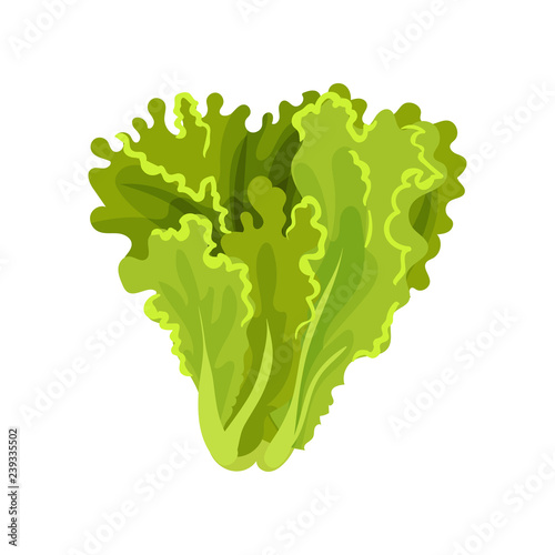 Lettuce fresh salad leaves, healthy organic vegetarian food, vector Illustration on a white background